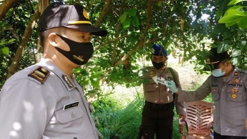 Pria Bujang 46 Tahun di Minahasa Gantung Diri di Pohon Jeruk Setinggi 2 Meter