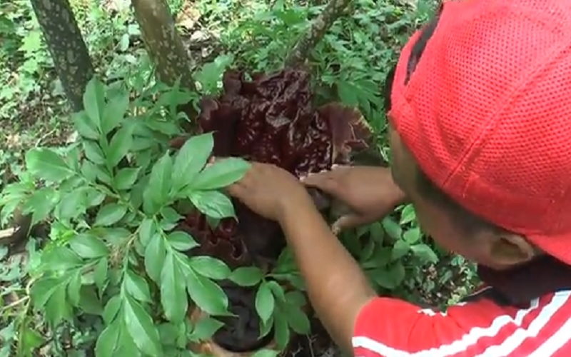 Ratusan Bunga Bangkai Menjamur Di Kawasan Hutan Segoro Gunung Grobogan Bagian 1