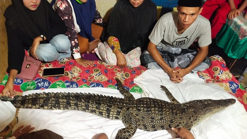 Buaya Diyakini Kembaran Manusia Muncul, Dibawa Pulang Warga