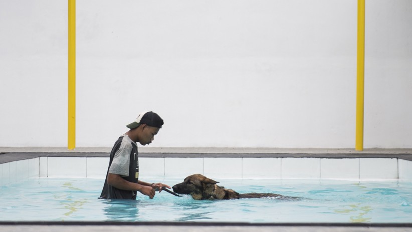 Melihat Fasilitas Pusat Pelatihan Anjing K9 - Bagian 1