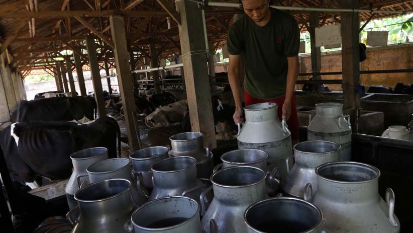 Begini Proses Pemerahan Susu Sapi Segar - Bagian 4