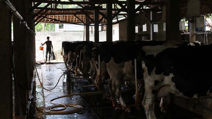 Begini Proses Pemerahan Susu Sapi Segar - Bagian 3