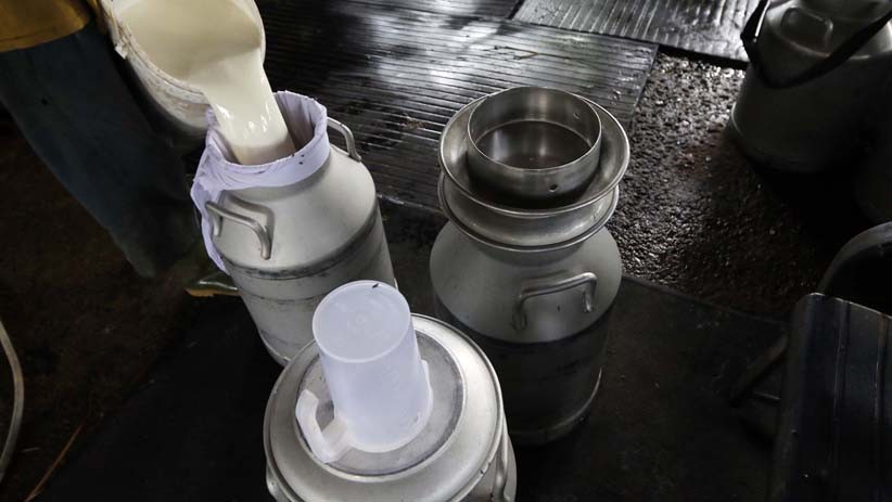 Sejarah Bandung Penghasil Susu Sapi Favorit Orang Belanda, Eksis sejak Awal Abad 20