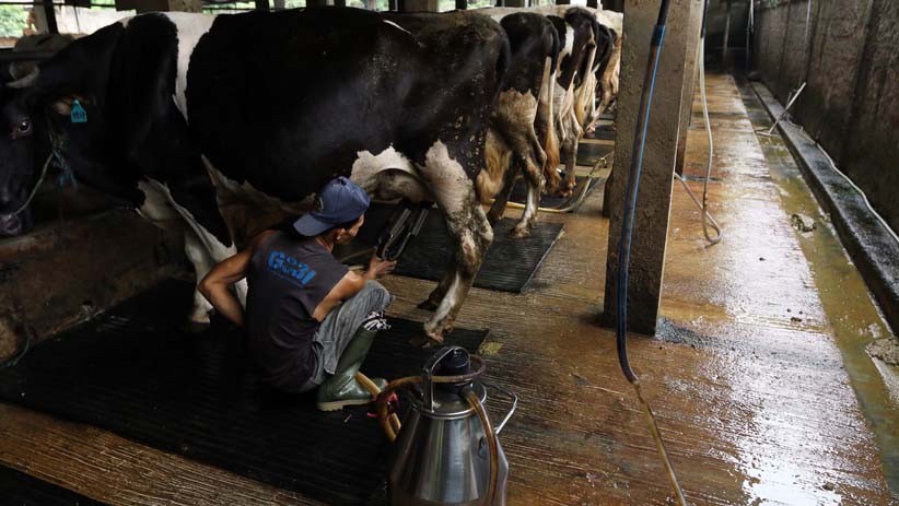Begini Proses Pemerahan Susu Sapi Segar - Bagian 2