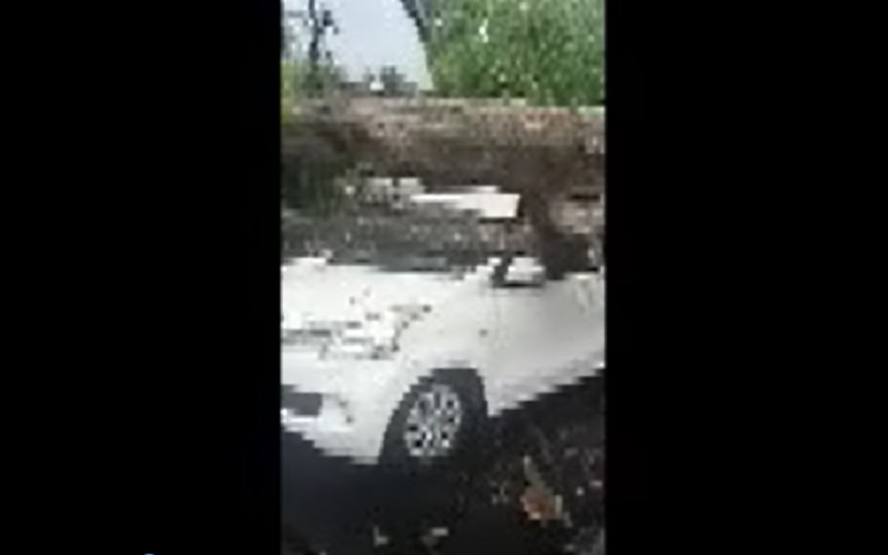 title 12 Pohon Besar Tumbang di Kota Mataram Timpa 2 Mobil dan 1 Motor 12 Pohon Besar Tumbang di Kota Mataram Timpa 2 Mobil dan 1 Motor