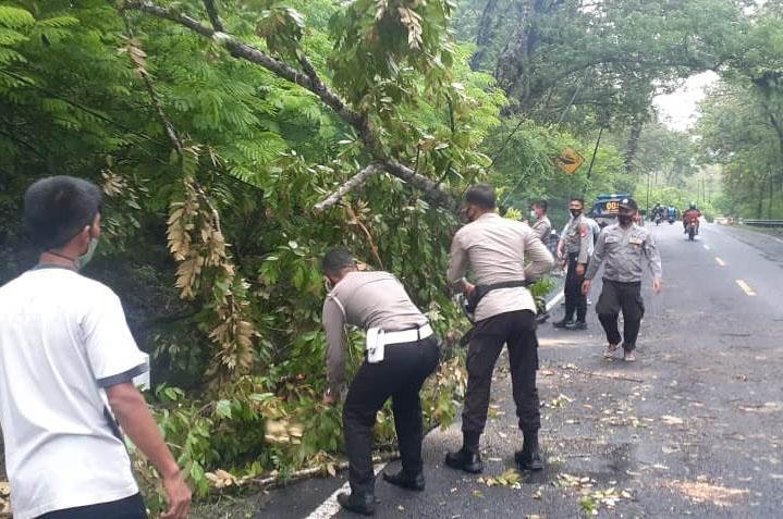 2 Pengendara Sepeda Motor Tertimpa Pohon Tumbang di Gunungkidul