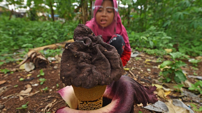 Bunga Bangkai Tumbuh di Kebun Warga Serang - Bagian 1