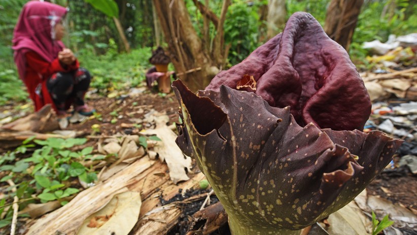 Bunga Bangkai Tumbuh di Kebun Warga Serang - Bagian 2