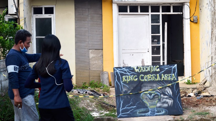 12 Ekor Anak Ular Kobra Ditemukan di Rumah Kosong Bekasi - Bagian 1