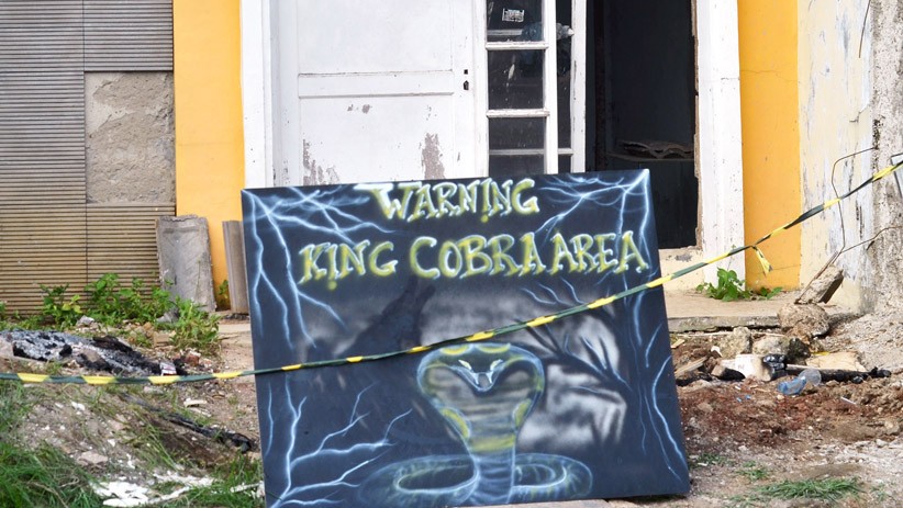 12 Ekor Anak Ular Kobra Ditemukan di Rumah Kosong Bekasi - Bagian 2