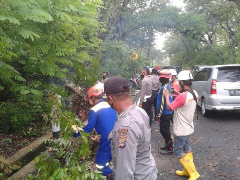 Pohon Tumbang Melintang di Jalan Raya, 3 Pemotor Dilarikan ke Rumah Sakit