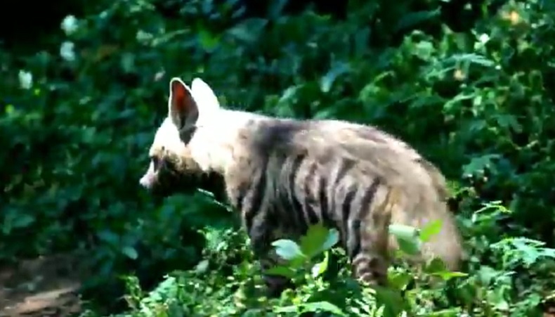 Bayi Hyena Lahir di Gianyar Bali Diberi Nama Mooi