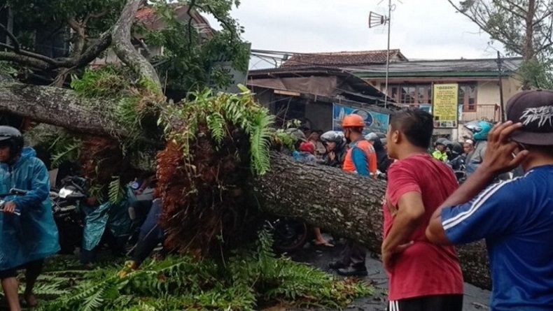 Arus Lalu Lintas Jalur Utama Cipanas Cianjur Tersendat Akibat Pohon Tumbang