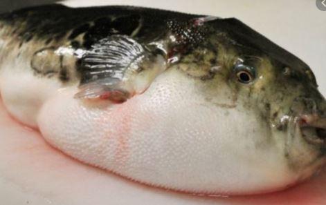 2 Bocah Perempuan di Buleleng Keracunan Kerupuk Ikan Buntal, 1 Tewas