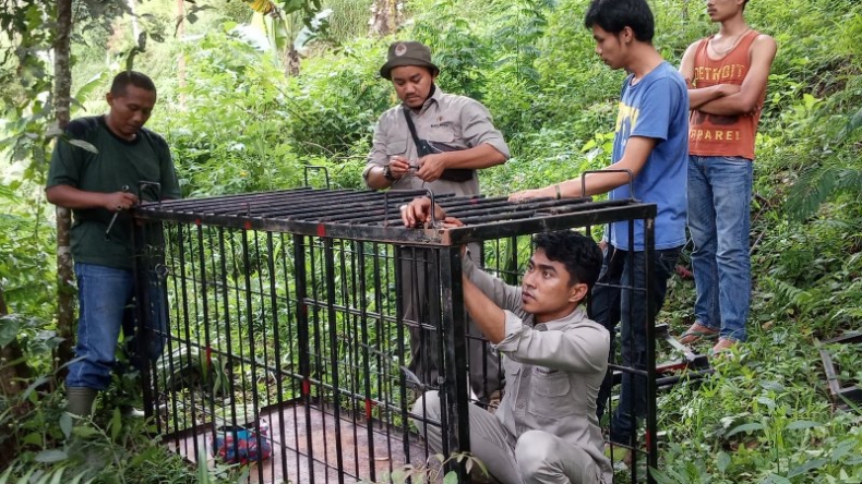 Pancing Beruang Keluar, BKSDA Pasang Perangkap Besi Berisi Durian dan Nangka