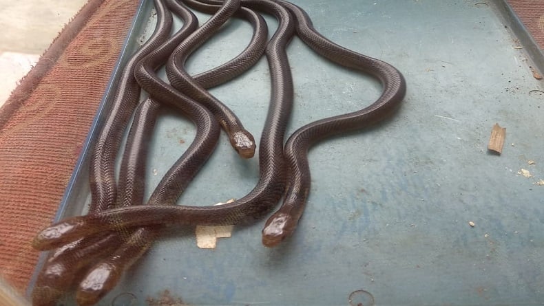 Belasan Ekor Ular Kobra Bersarang di Rumah, Warga Bojonggede Resah