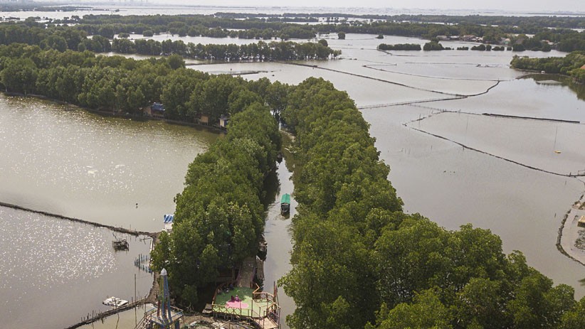 Hutan Mangrove Sungai Jingkem, Destinasi Wisata Tersembunyi di Bekasi - Bagian 3