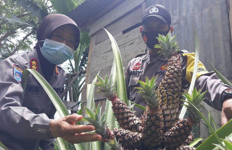 Sukses Kembangkan Pupuk Organik, Aiptu Feri Nohrito Ingin Wujudkan Sentra Nanas