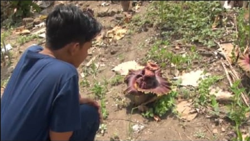 Puluhan Bunga Bangkai Tumbuh Subur di Lahan Sawah di Mojokerto