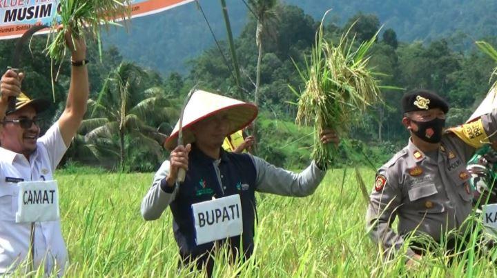 Wujudkan Ketahanan Pangan, Bupati Aceh Selatan Panen Raya Padi Musim Tanam Gadu 2020