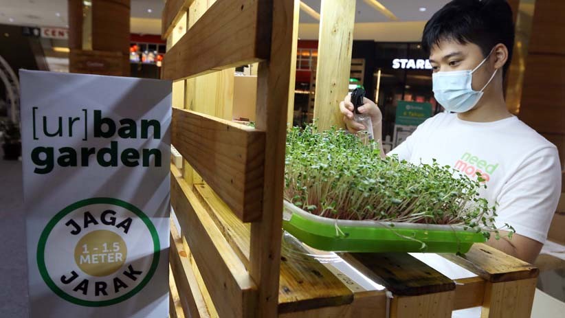 Pameran Budi Daya Tanaman Hidroponik Urban Garden - Bagian 1