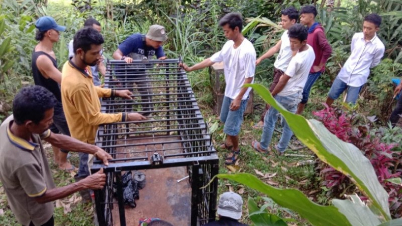 Pancing Macan Dahan, BKSDA Agam Pasang Perangkap Isi Kambing