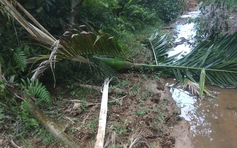 Kebun Sawit Bupati Pidie Jaya Diacak-acak Gajah Liar