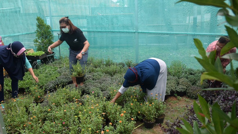 Antusiasme Warga Semarang Ikuti Pelatihan Urban Farming - Bagian 3