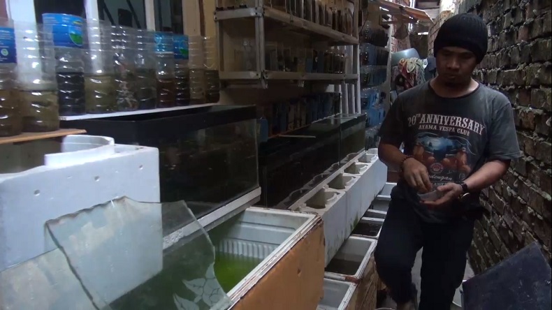 Terdampak PHK, Eks Karyawan di Palembang Alih Profesi Jadi Peternak Cupang