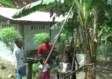 Pohon Pisang di Grobogan Bertandan 5 dan Bercabang 2, Pemilik Sempat Mimpi Basah