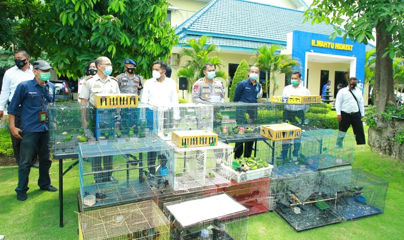 Polisi Gagalkan Penyelundupan Ratusan Burung Dilindungi asal Banjarmasin