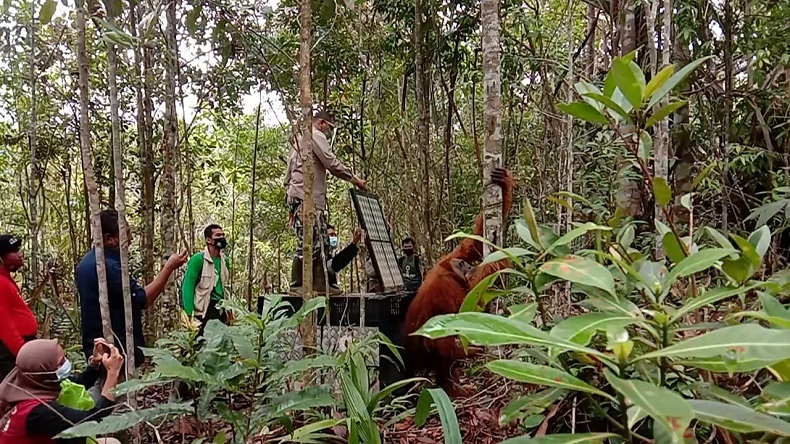 title BBKSDA Sumut Lepas Liarkan Orang Utan Tapanuli ke Habitat Aslinya BBKSDA Sumut Lepas Liarkan Orang Utan Tapanuli ke Habitat Aslinya