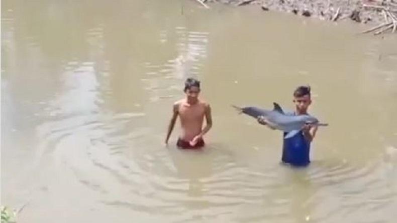 Warga Aceh Heboh, Anak Lumba-Lumba Nyasar ke Sungai Krueng Musa