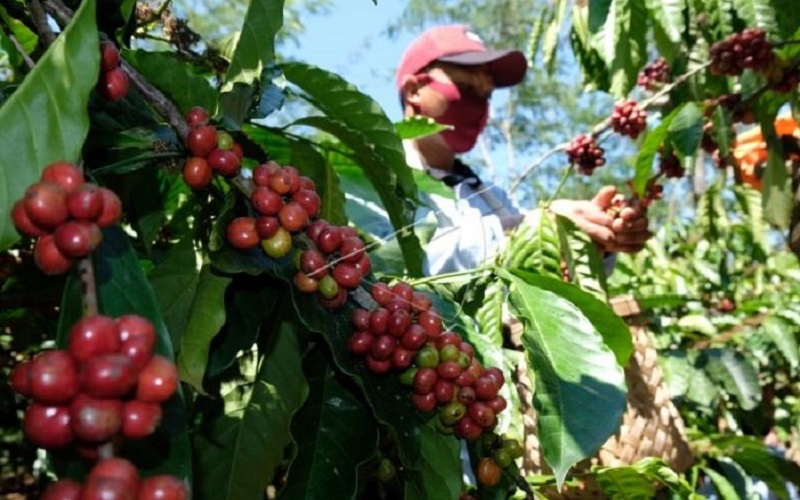 Turun Harga, Kopi Arabika di Mandailing Natal Ditawar Rp15.000 per Kg