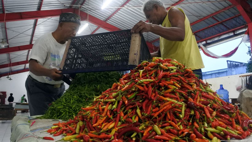 Harga Cabai Naik Jadi Rp30.000 per Kg di Jember