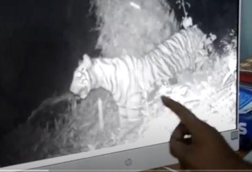 Mangsa Sapi, Harimau Sumatera Kembali Teror Warga Subulussalam Aceh