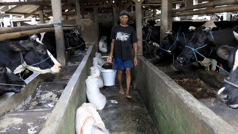Wisata Edukasi Peternakan Sapi di Pondok Ranggon - Bagian 3