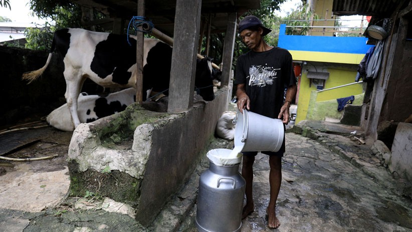 Wisata Edukasi Peternakan Sapi di Pondok Ranggon - Bagian 4
