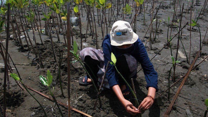 Hari Pohon Sedunia, Relawan Tanam Mangrove dan Bersih-Bersih Pantai Tirang Tapak - Bagian 2