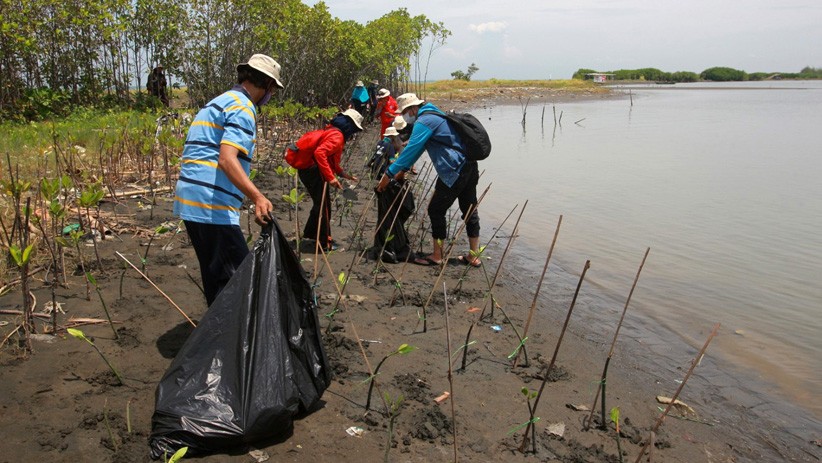 Hari Pohon Sedunia, Relawan Tanam Mangrove dan Bersih-Bersih Pantai Tirang Tapak - Bagian 5