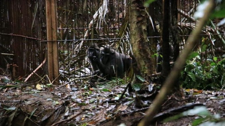 13 Yaki Monyet Hitam Sulawesi Dilepasliarkan di Gunung Ambang Modayag Boltim