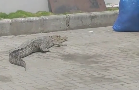 Video Viral Buaya Berkeliaran di Parkiran Mal Kota Palu