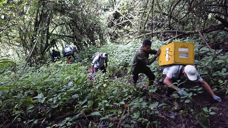 Selesai Rehabilitasi, 7 Ekor Lutung Jawa Dilepasliarkan di Gunung Biru Kota Batu