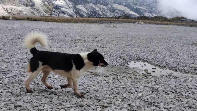 Banyak Anjing Bernyanyi di Areal Tambang PT Freeport Indonesia