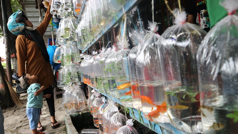 Penjualan Ikan Hias Meningkat Selama Pandemi Covid-19 - Bagian 1