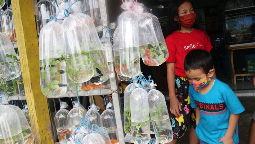 Penjualan Ikan Hias Meningkat Selama Pandemi Covid-19 - Bagian 2