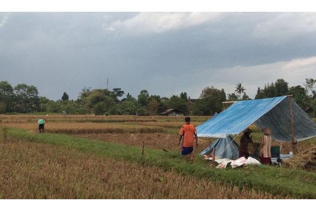10 Hektare Lahan Pertanian di Tiga Kecamatan Ini Rawan Terendam Banjir