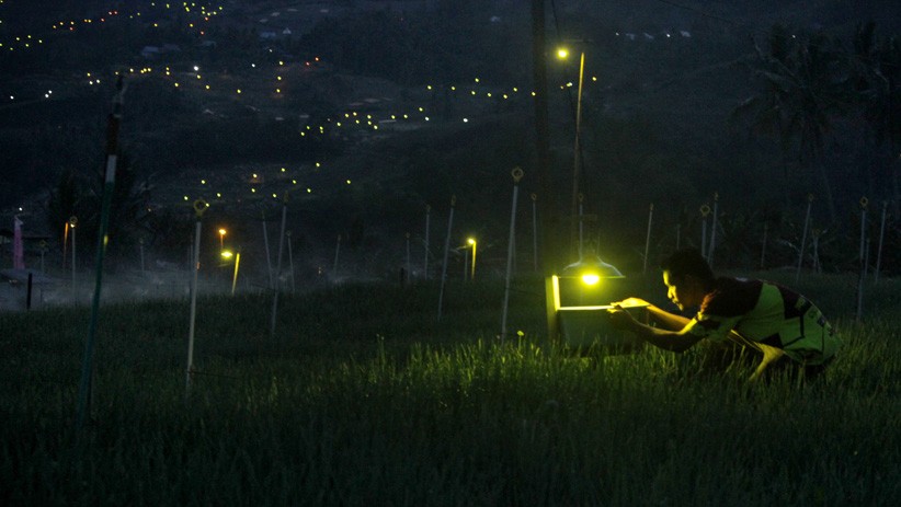 Kendalikan Hama, Petani Bawang Gunakan Lampu untuk Kurangi Pestisida - Bagian 1