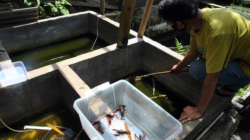 Budi Daya Lobster Air Tawar, Dijual Online Rp55.000 per Ekor - Bagian 2