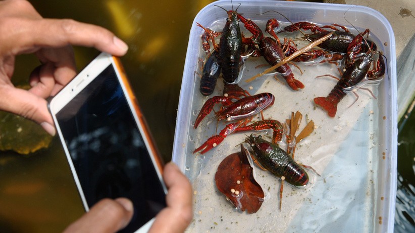 Budi Daya Lobster Air Tawar, Dijual Online Rp55.000 per Ekor - Bagian 1